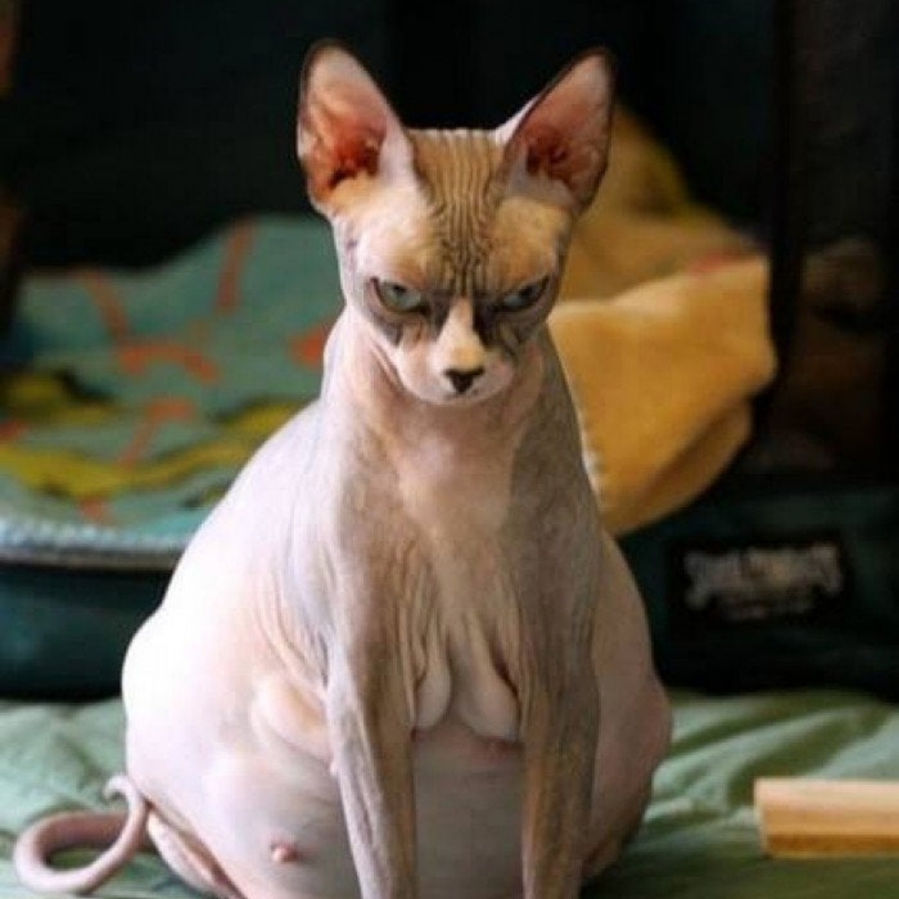 Meet your Posher, Mc